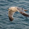 Racek stredomorsky - Korcula 0656_W